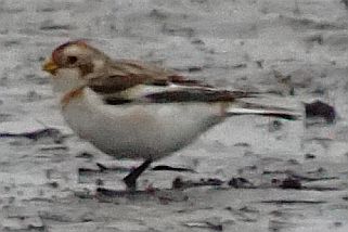 Plectrophenax nivalis - Schneeammer